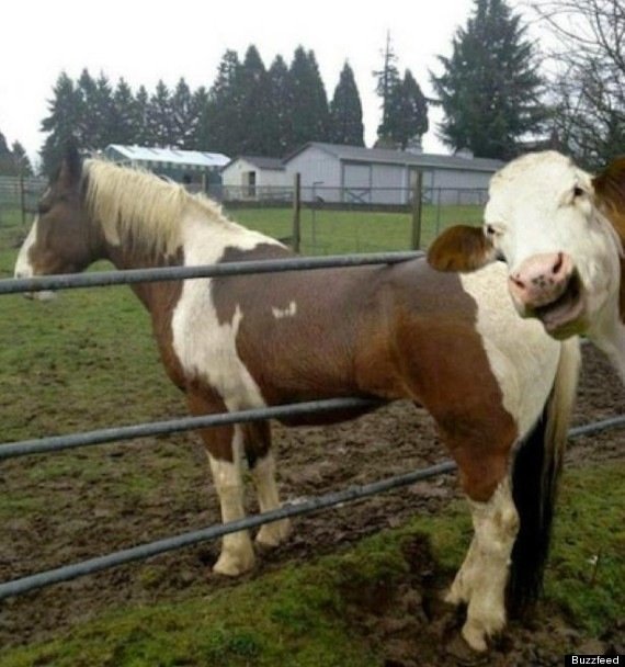 Cow photobombing horse stuck in a fence. Title... You should read the guide on pleasuring horses