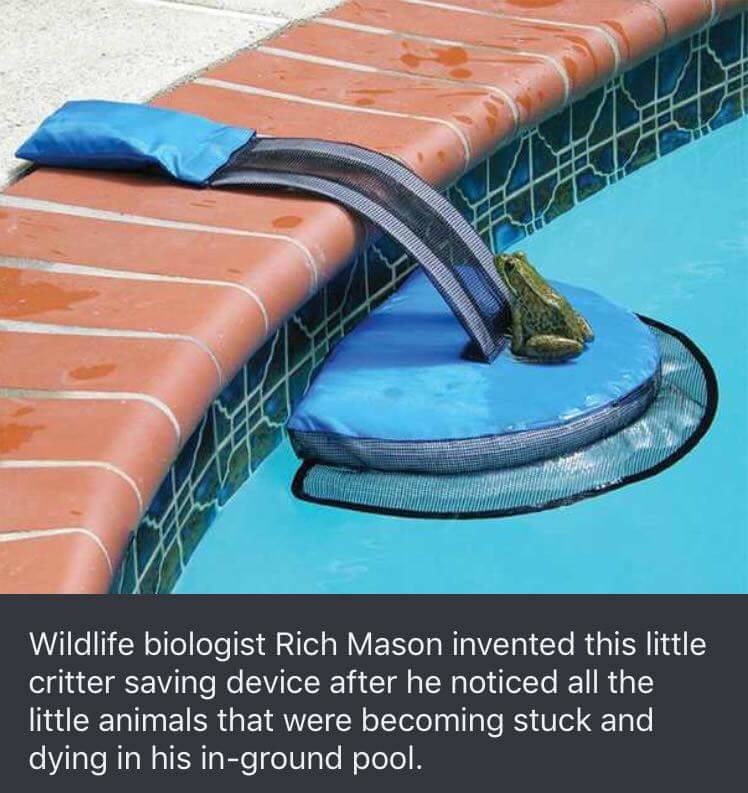 Critter Pool Ramp