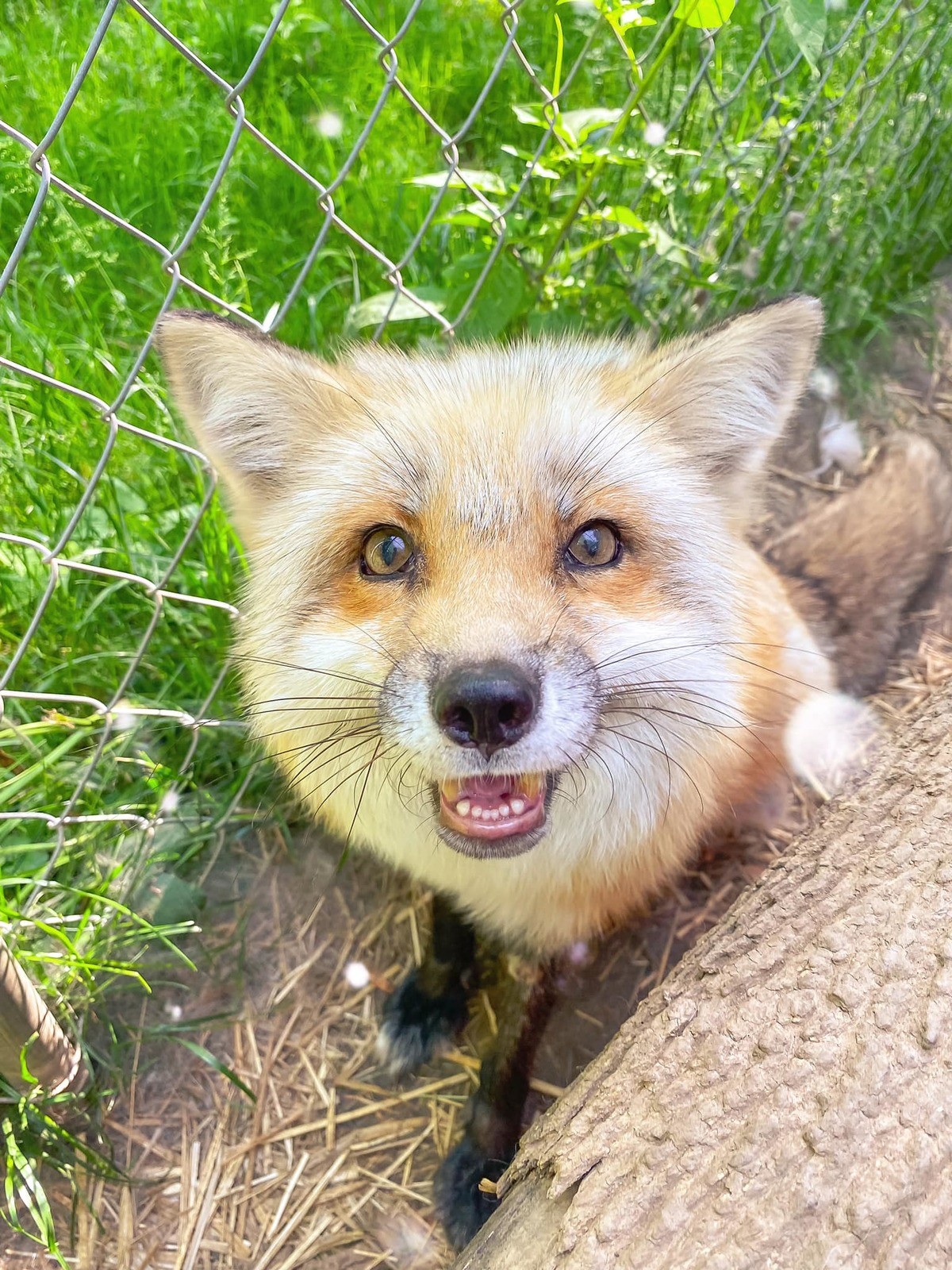 Cutie Foxie. join list: RescueCritters (53 subs)Mention History A very happy resident of Arctic Fox Daily Wildlife Rescue (is a red fox, not arctic).