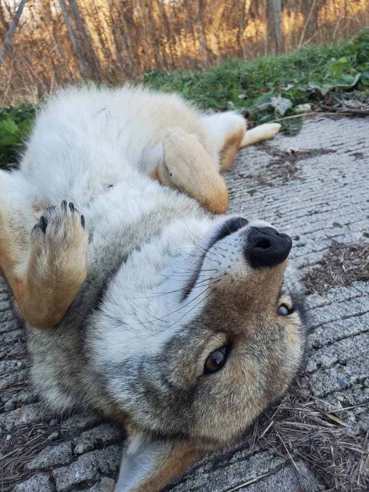 Dakota the Coyote. join list: RescueCritters (53 subs)Mention History Dakota the Coyote is a resident of SaveAFox Rescue believe it or not. He was raised in cap