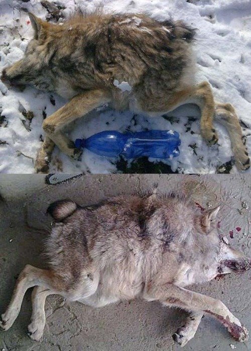 Deformed wolf. A wolf taken down by hunters in Russia, suffering from a very rare spinal deformity. But yet this wolf managed to survive into adulthood... we found it