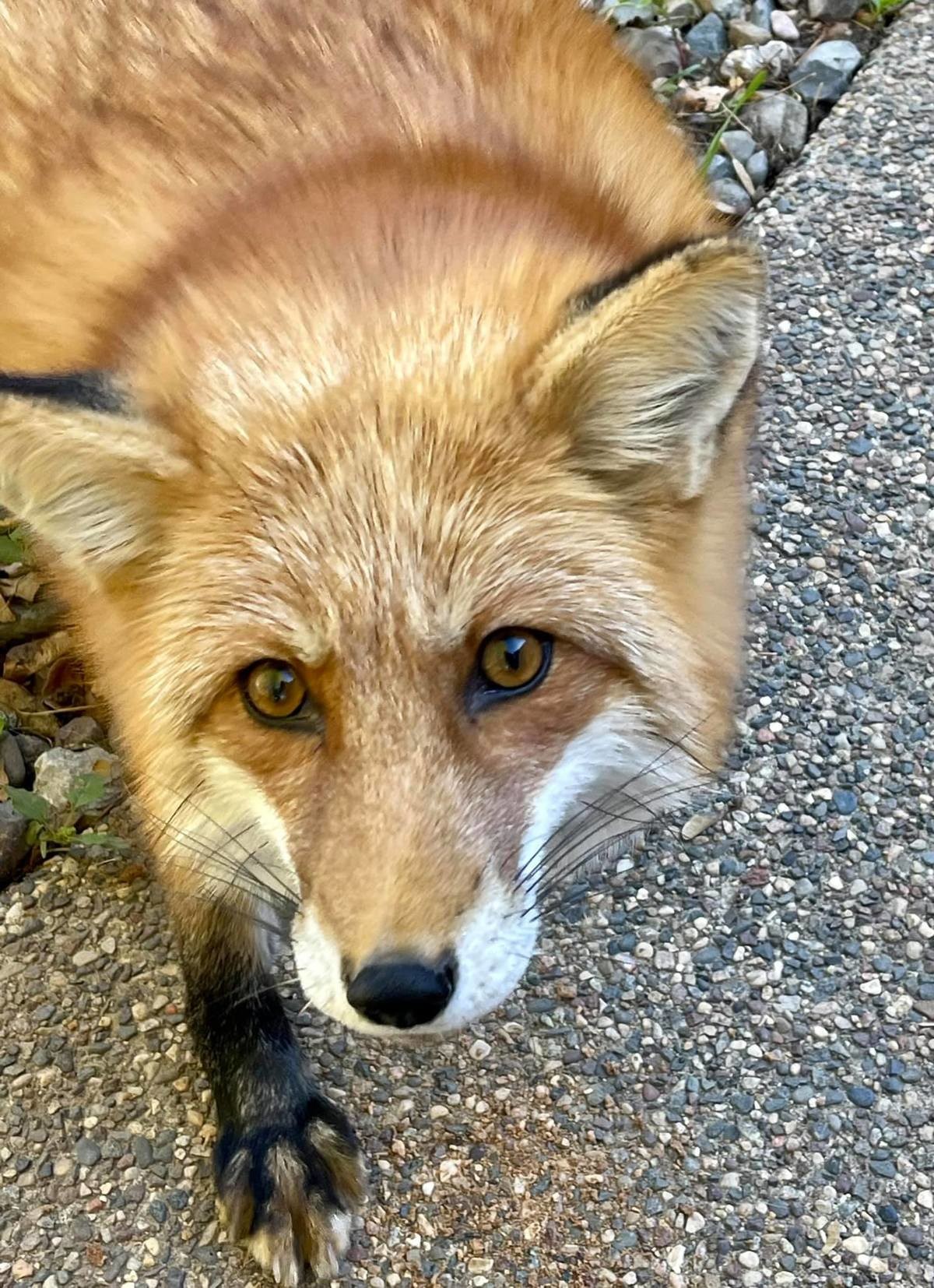 Dixie da Fox. Dixie is a resident of SaveAFox Rescue join list: RescueCritters (53 subs)Mention History.