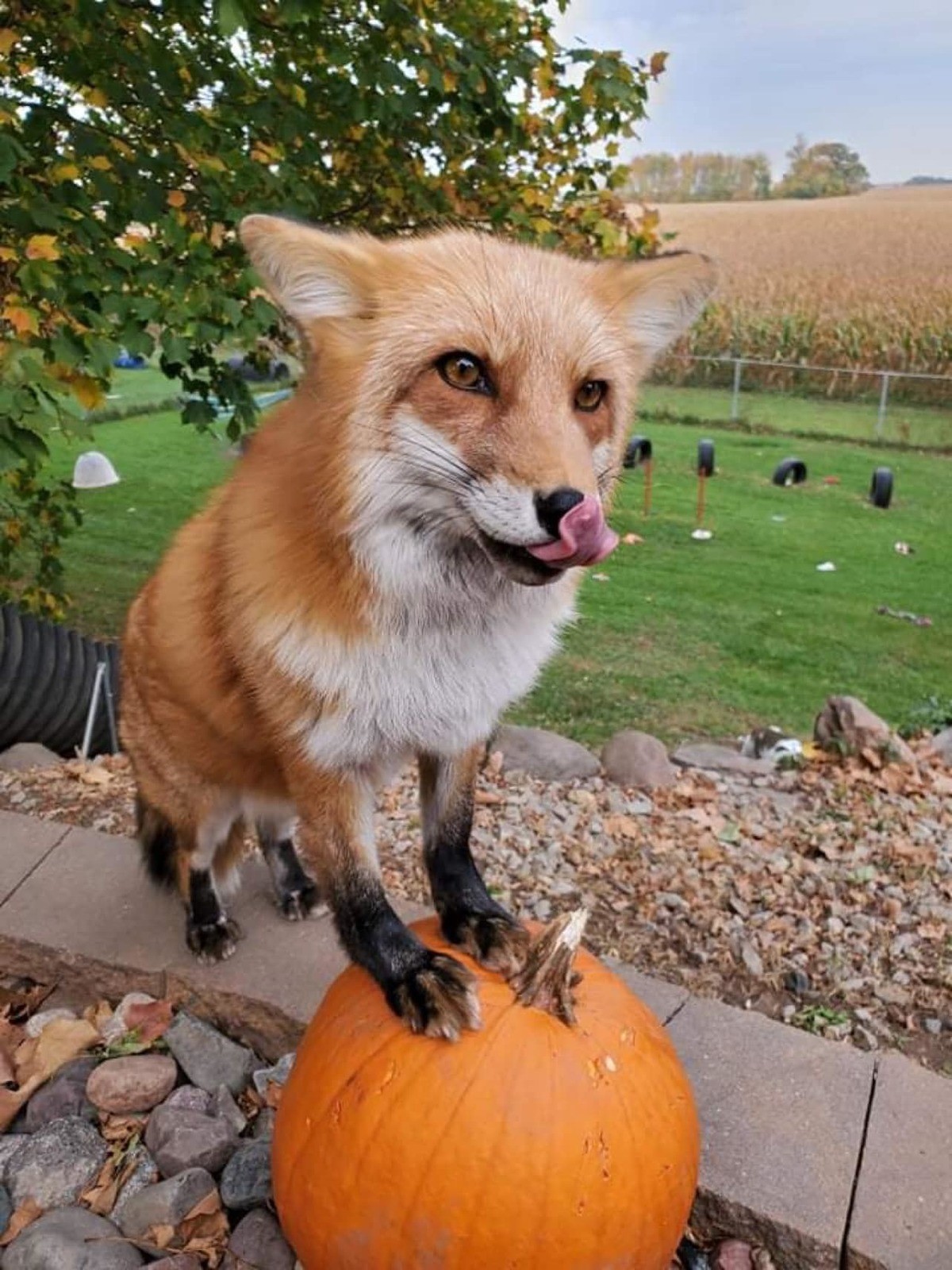 Dixie. join list: RescueCritters (53 subs)Mention History Dixie from SaveAFox! She is one of my favorite foxes (it's about a 20-way tie).. It's Dixie-Do!