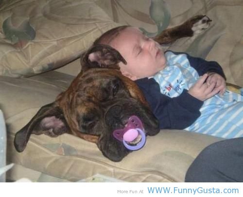 Dog and Baby Nap - the kid best friend. Dog and Baby Nap - the kid best friend.
