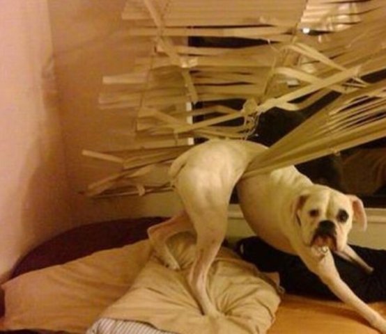 Dog Stuck in Blinds. Help..