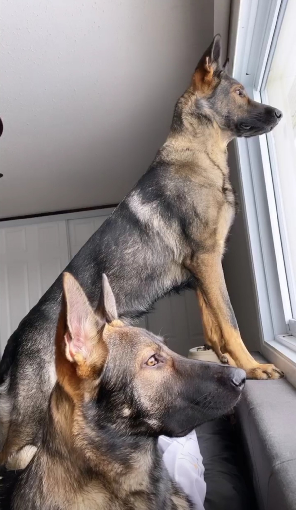doggos. join list: Suesskram (448 subs)Mention History.. Malinois is such a gorgeous dog