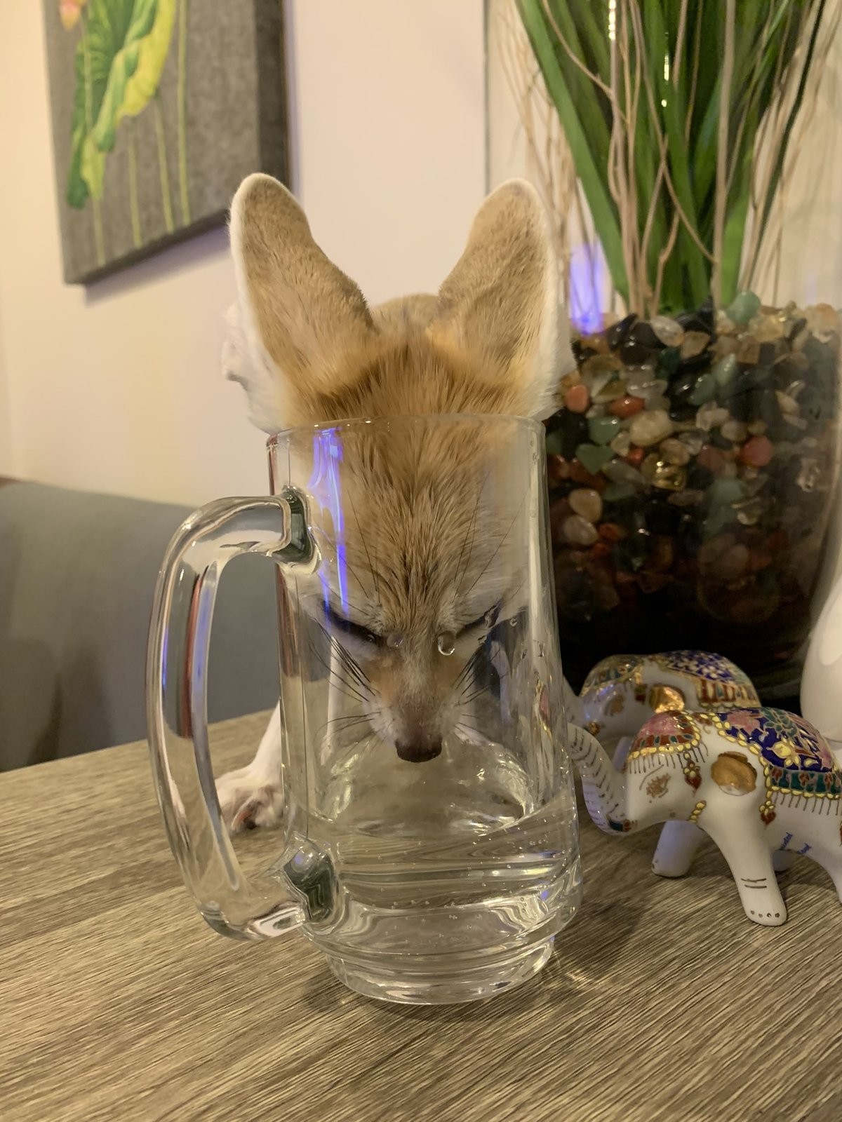 Drink fox