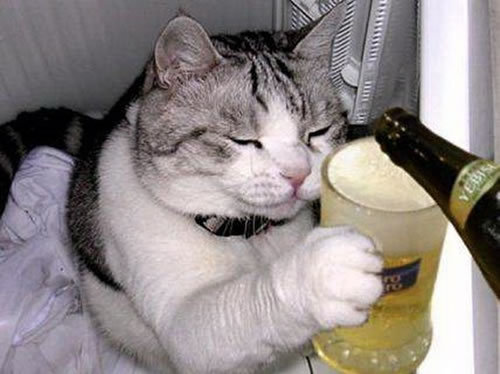 Drunk Cat. .
