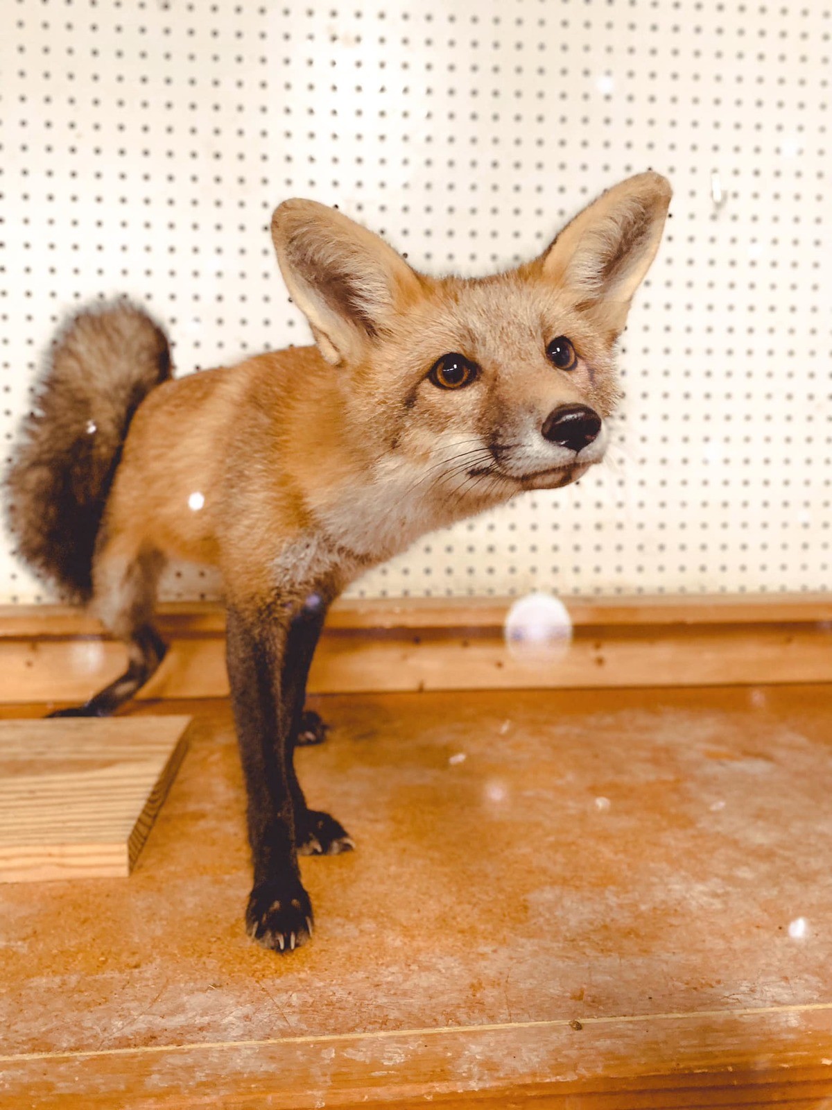Eevee. join list: RescueCritters (53 subs)Mention History Eevee is a resident red fox at Arctic Fox Daily Wildlife Rescue Look at her blep!.