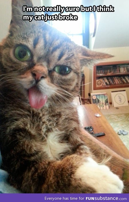 Error cat. . Everyone has time fer. that's Lil Bub, a cat with down syndrome