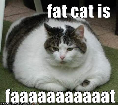 fat cat