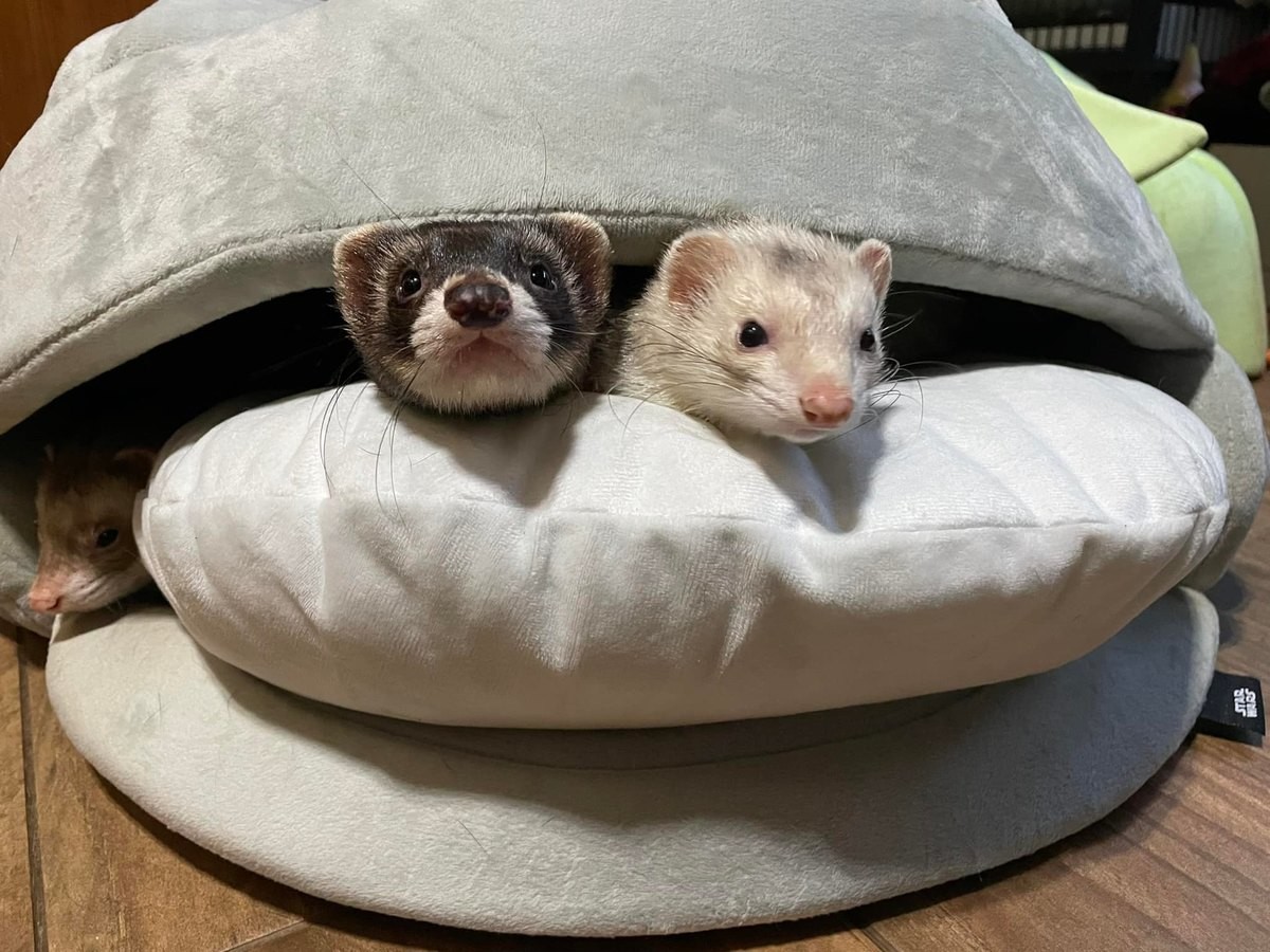 ?Ferrets?. join list: RescueCritters (53 subs)Mention History I'm not so good at identifying mustelids yet, but these guys look like ferrets to me, they live at