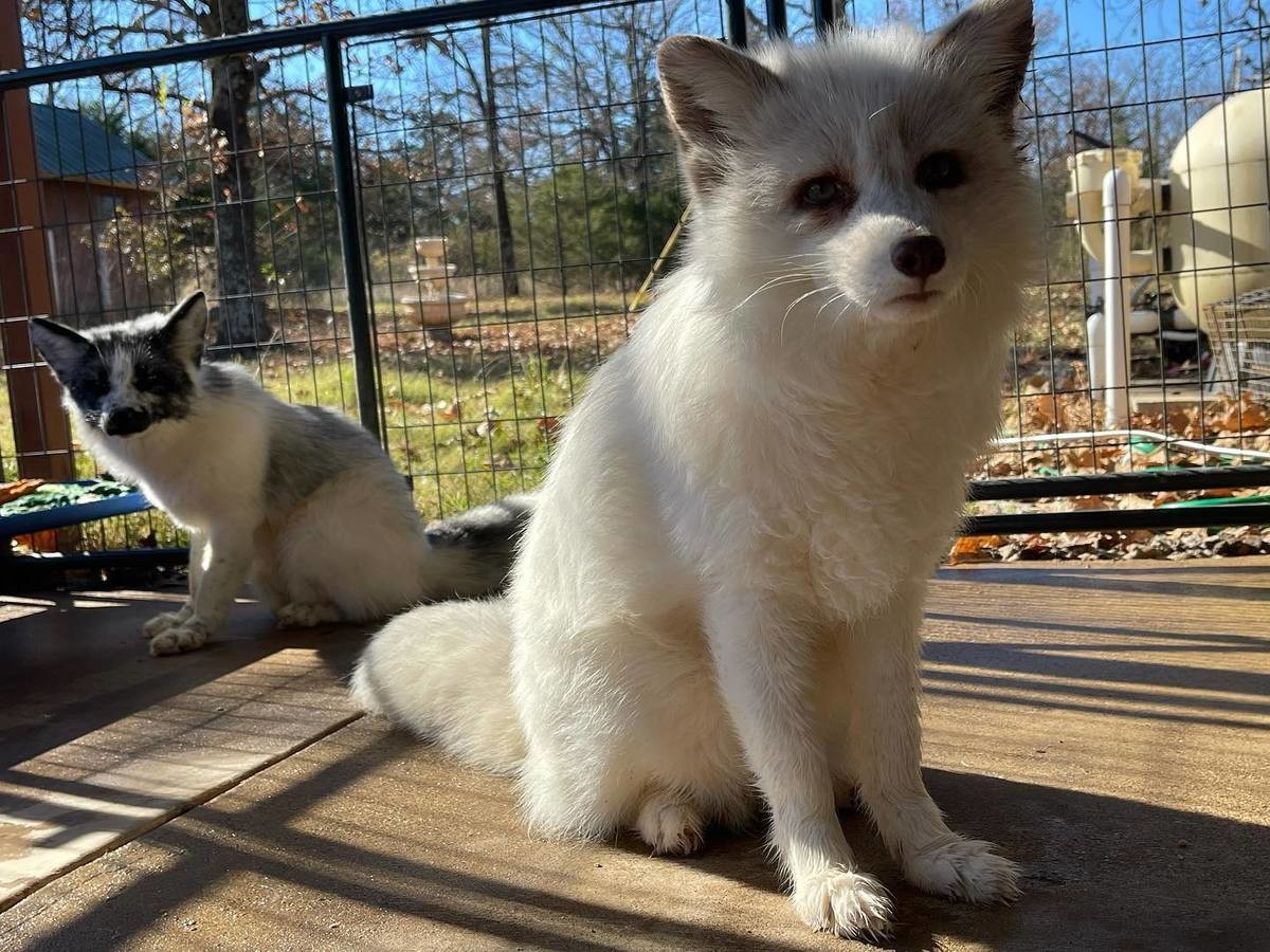 Floki and Myobu. join list: RescueCritters (53 subs)Mention History Floki (left) and Myobu (other left) at Clevyr Creatures Sanctuary.. oh god i love them