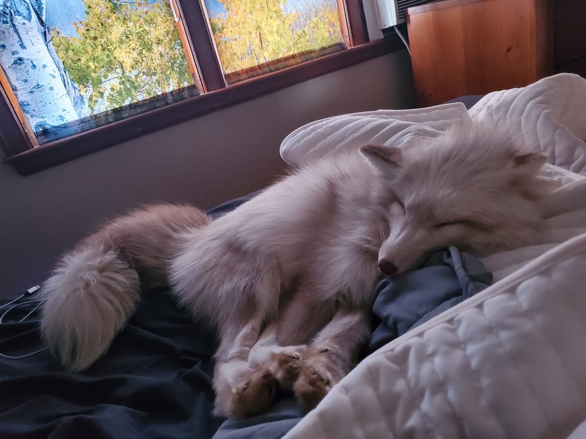 Floofala focs. join list: RescueCritters (53 subs)Mention History Floofala sleeping indoors at SaveAFox Rescue. Most foxes are not allowed inside due to their d