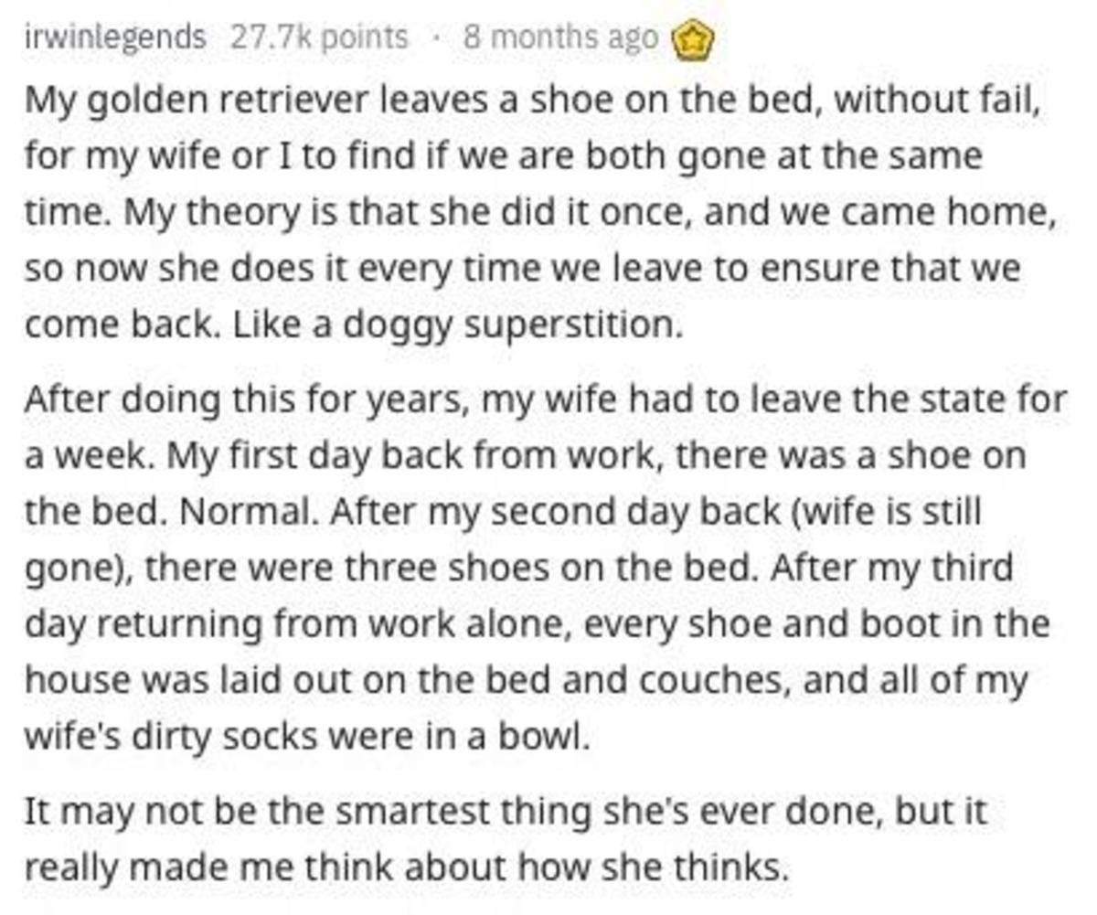 footy branched robust. .. if my dog was like that, I would put seven shoes on the bed the first day, and take one off for each day until she comes home