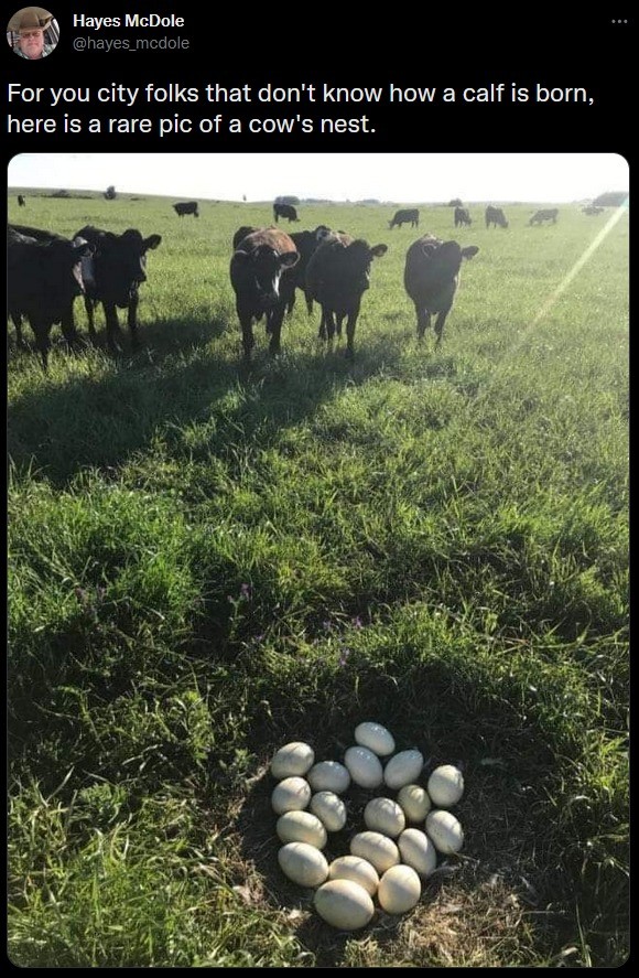 For you city folks. .. Those are sheep eggs you moron. That's why the cows are keeping their distance instead of incubating them Cow eggs look like this and are about twice the size.