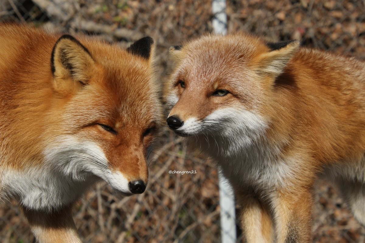 Fox grooms friend :]. .. Ecthelion