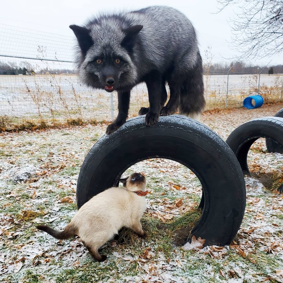 Fox n Cat. join list: RescueCritters (53 subs)Mention History Leo the cat and Muttias the silver fox posing for a picture at SaveAFox Rescue Contrary to popular