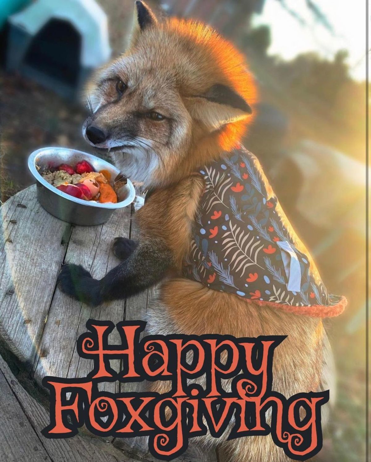 Foxgiving. join list: RescueCritters (53 subs)Mention History Thystle enjoying her thanksgiving meal at Clevyr Creatures Sanctuary.. gotta have to say... respect for your dedication to post fox stuff