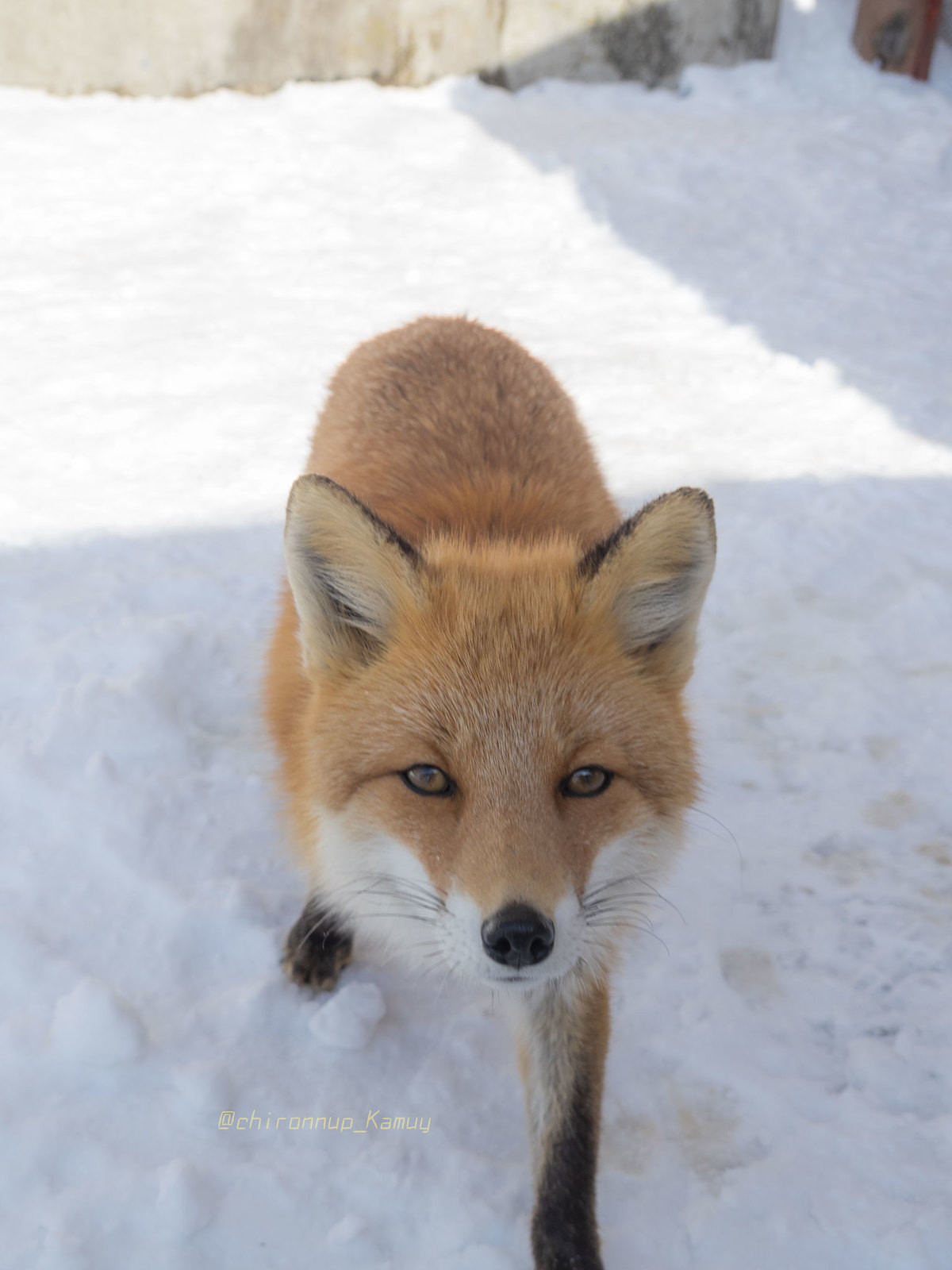Foxxo approaches u. What u do?. .. give him a pat and maybe a snack.