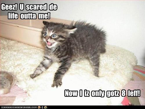 Funny Kitten. i lold.
