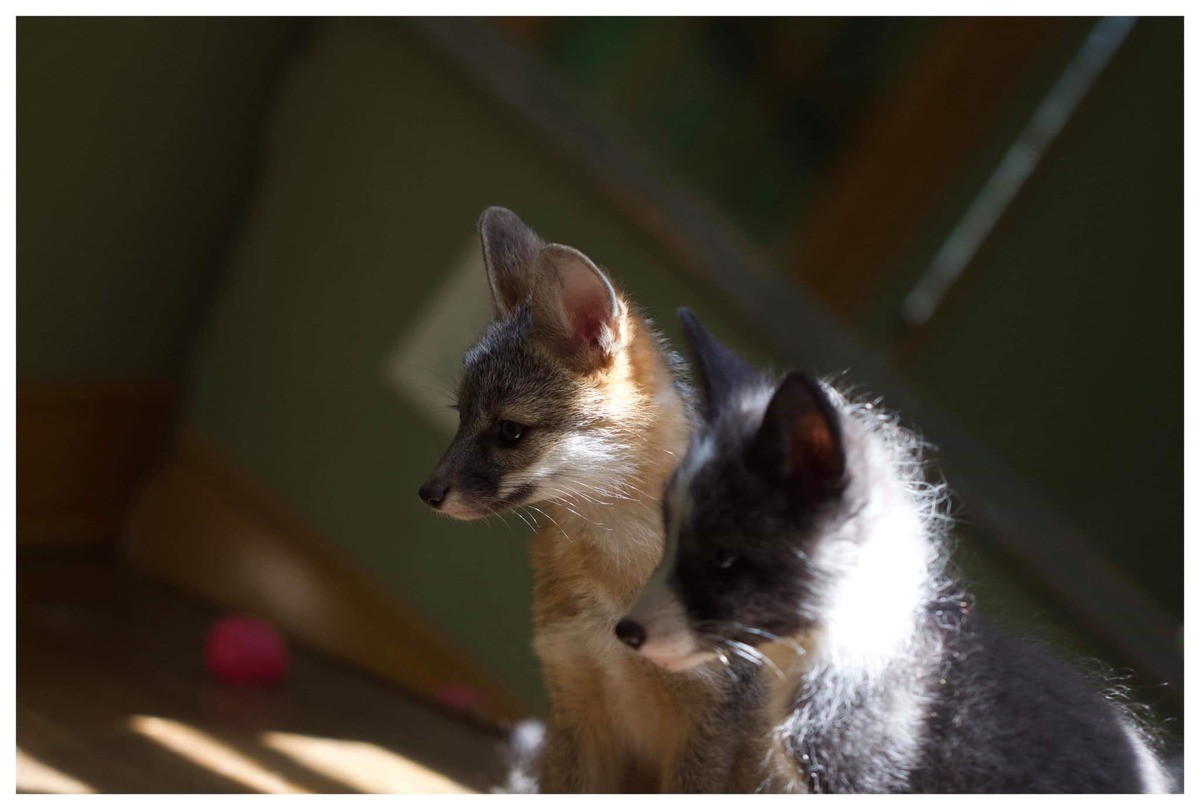 Gray n Red. join list: RescueCritters (53 subs)Mention History Dipper (gray fox, back) and Kipper (Red Fox, front) as kits at SaveAFox Rescue. This picture is f