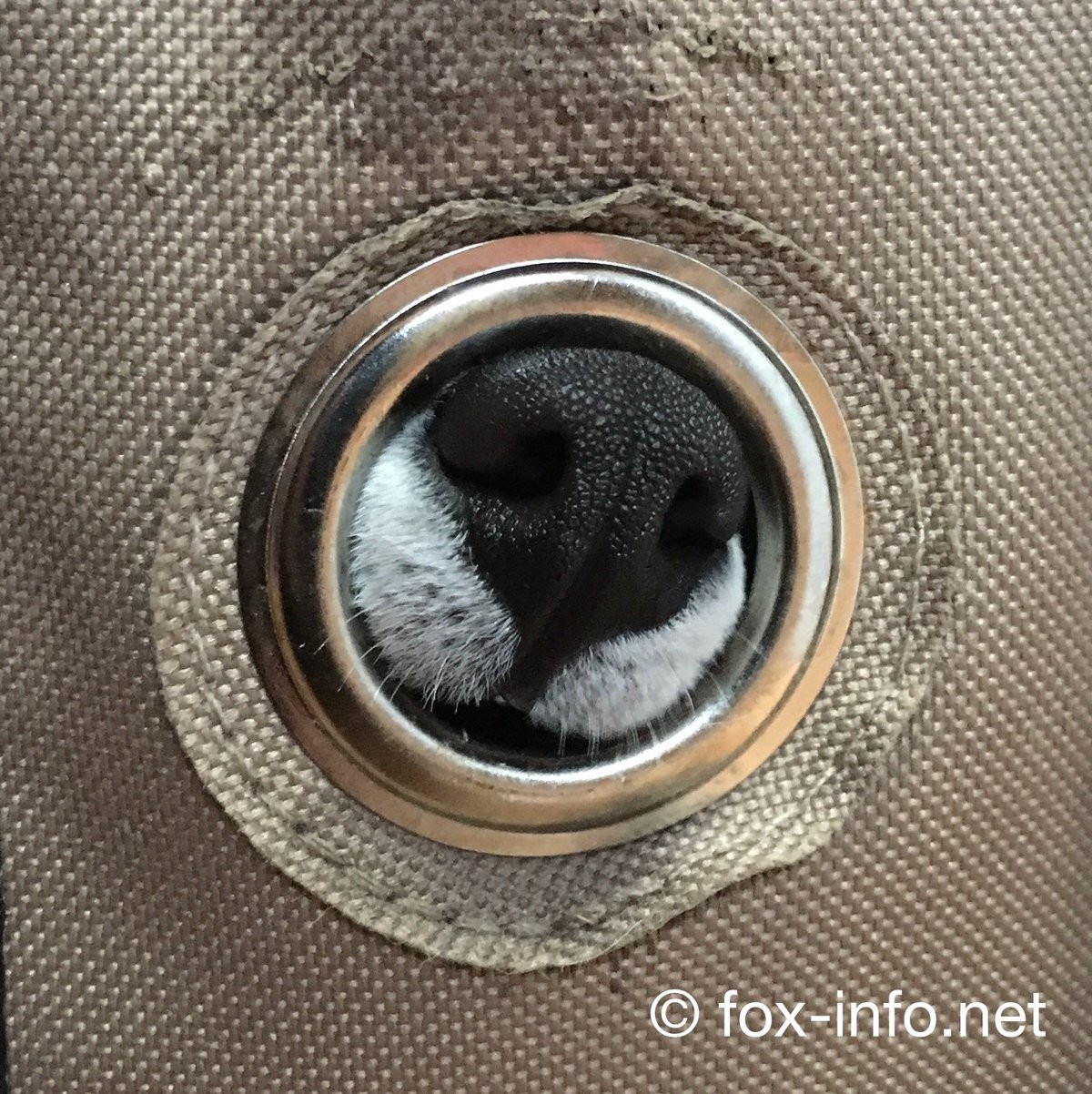 Guess the snoot (its very difficult). .