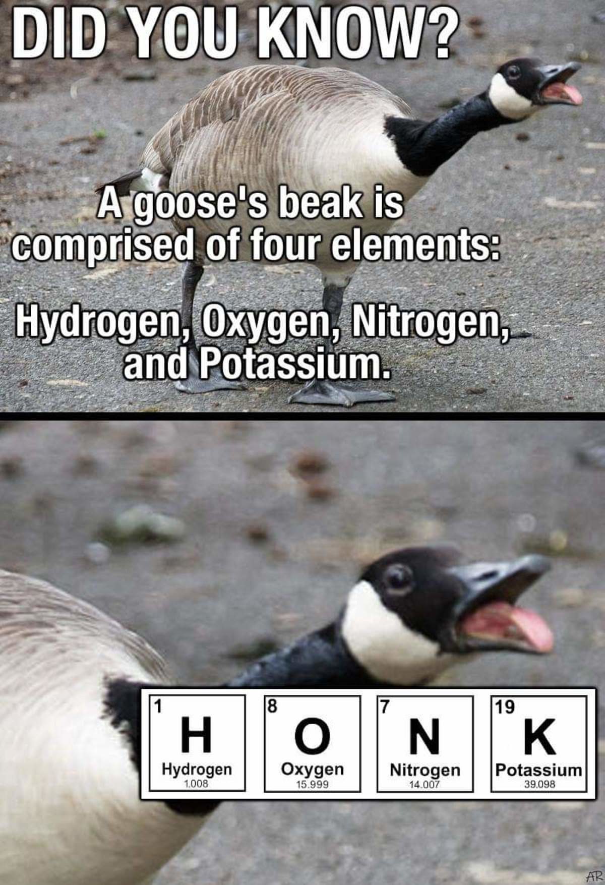 h o n k. .. Geese are way too delicious to be so annoying