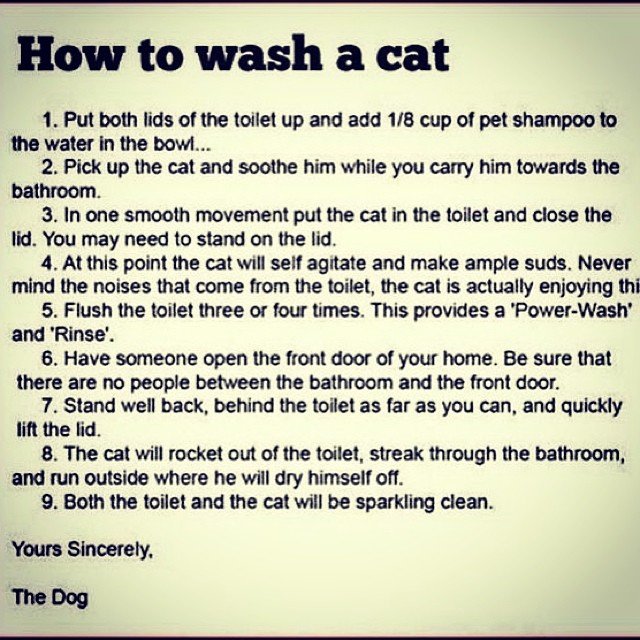 HA!. . to wash ijlk eat 1. Put both lids oldie toilet up and add 115 cup of pet the water In the bowl... it Peek up the cat and soothe him while you may him tow