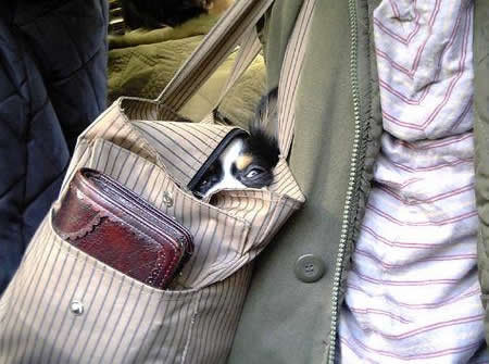 handbag dog sees you. .