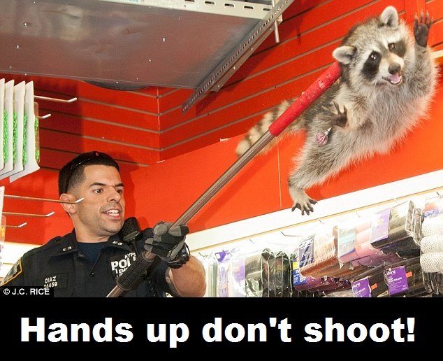 Hands up, Don't shoot!. It took 4 NYPD officers to detain and tranquilize a raccoon that broke into a beauty shop. Police brutality #Fergusonstrong. Hands up do