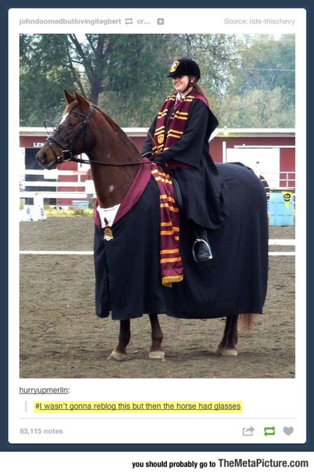 Harry Potter Horse