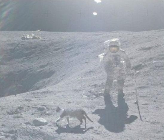 Haters Gonna Hate. kitteh on da moon?.. CREEPER PIC PLANTED.