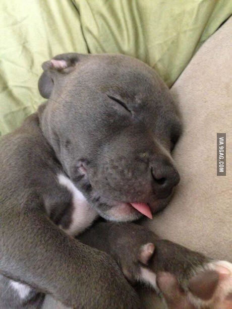 He likes to sleep with his tongue out.. He likes to sleep with his tongue out... Does he like to sleep with his tongue out?