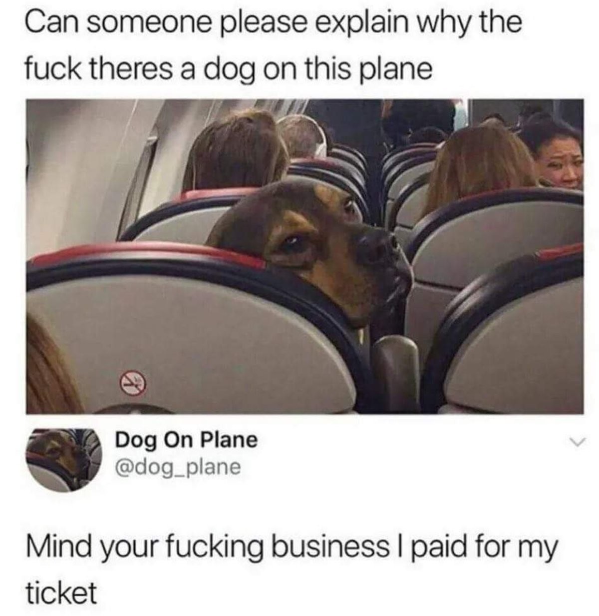 He paid. . iii% ] explain why (, Dog on Plane Mind your [!! business I _. for my ticket. I think it's kinda retarded to make a quick throwaway account for a joke. I don't know why tho
