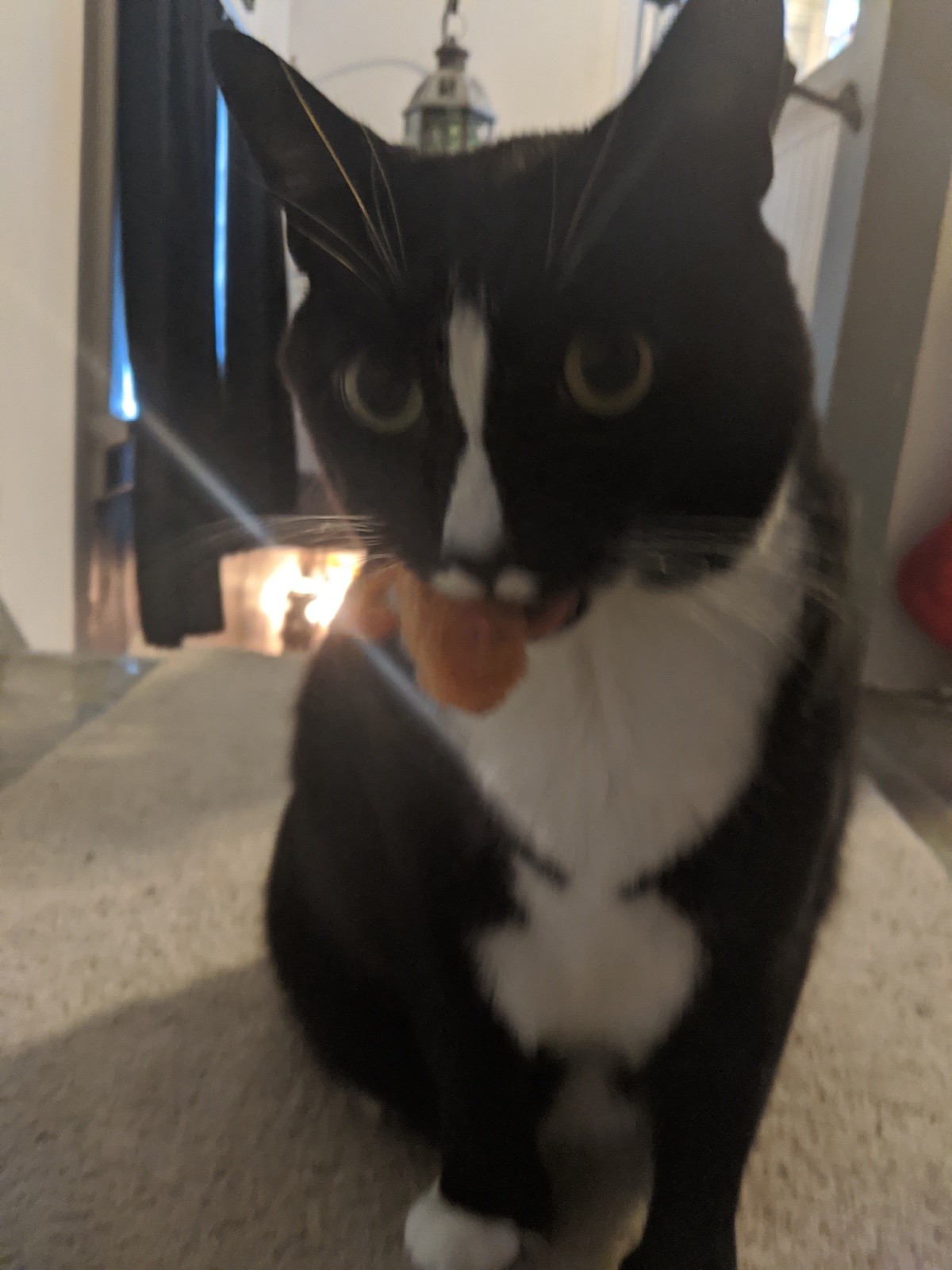 HE WANTS TO PLAY. .. Is that a that a tongue or a chicken nugget?