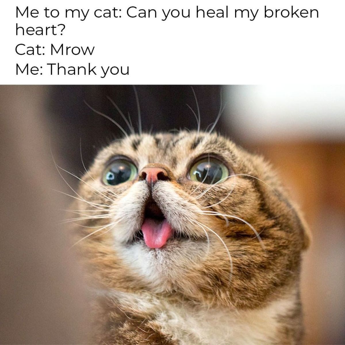 Healer. .. man, I don't much care for meme cats, but I still cried when I heard Bub died.