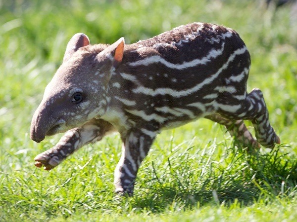 Heard you guys liked Baby Tapirs. .