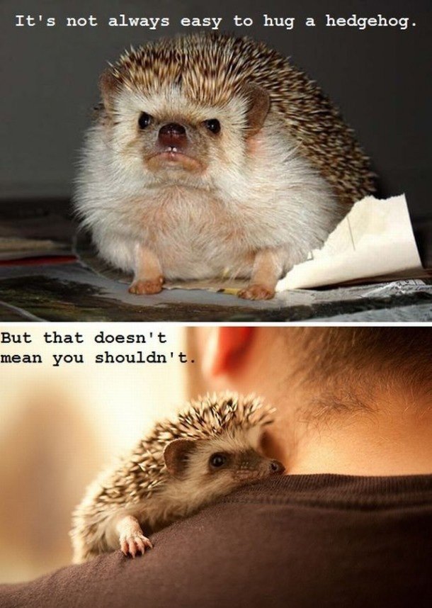 hedgehog. . It' s not: always easy to hug a hedgehog. But that doesn' t I mean you shouldn‘
