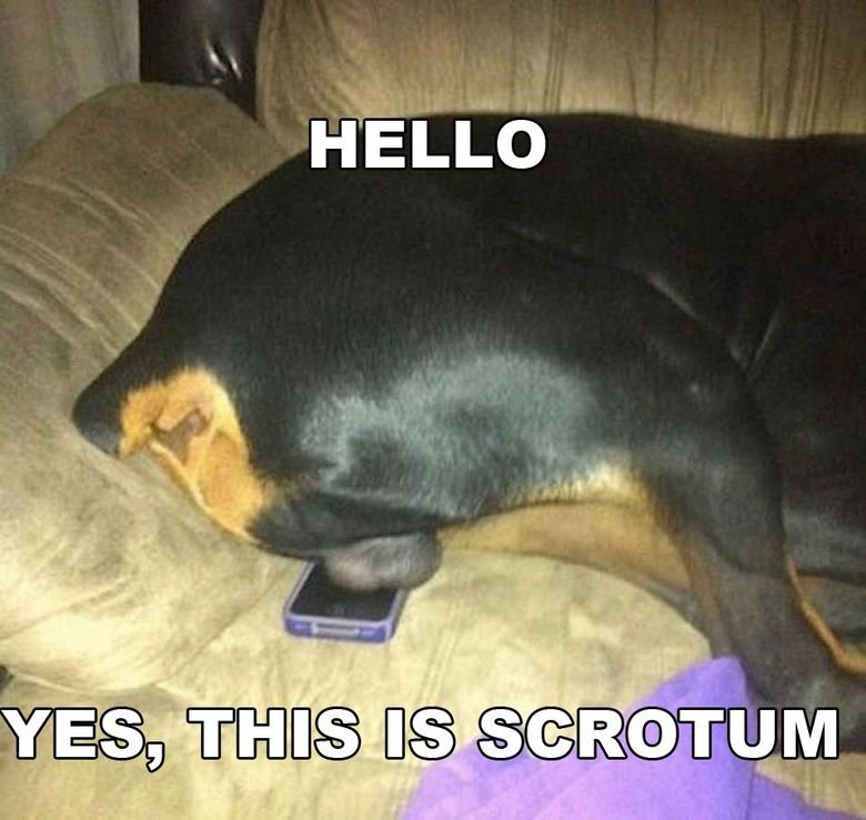 Hello scrotum!. Found on the interwebz . Sorry didn't know it was a repost. Just found it on the interwebz!. tit] UM. dawg