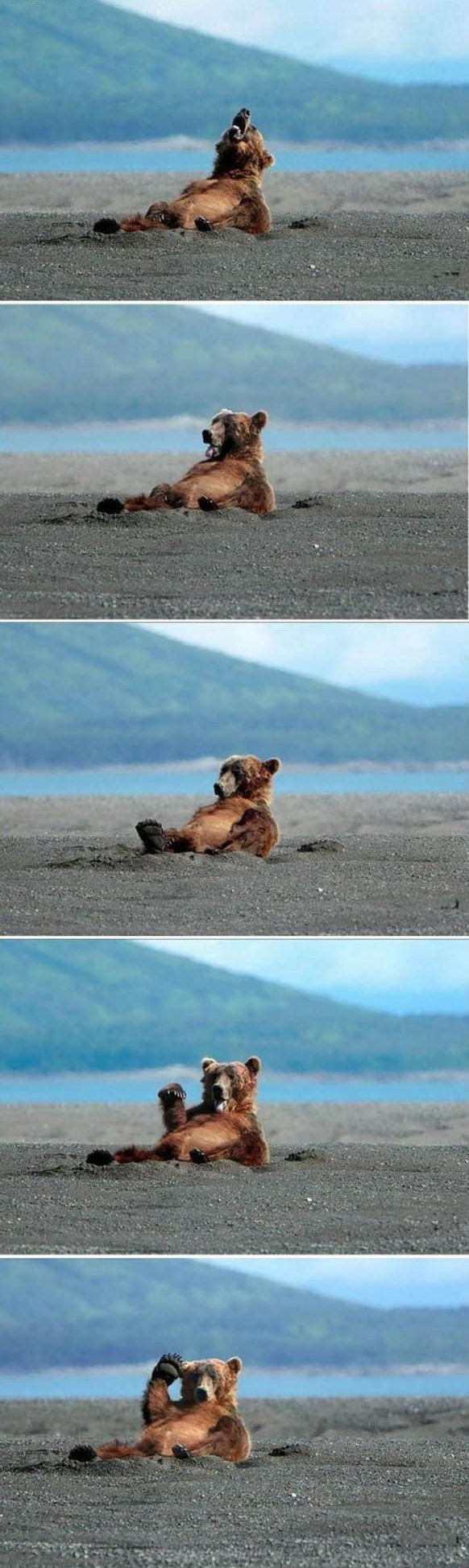 Hello there bear. my friend sent me this along with other funny photos &lt;br /&gt; i dont care if you thumbs up it or thumbs down it i just thought it was funn