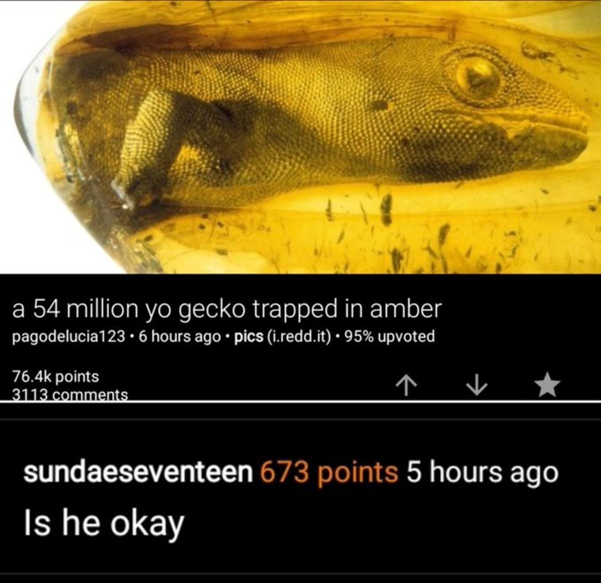 Help. . a . million yo gecko trapped in amber 6 hours ago q pics (creddit) q 95% upvoted Is he okay. well let him out