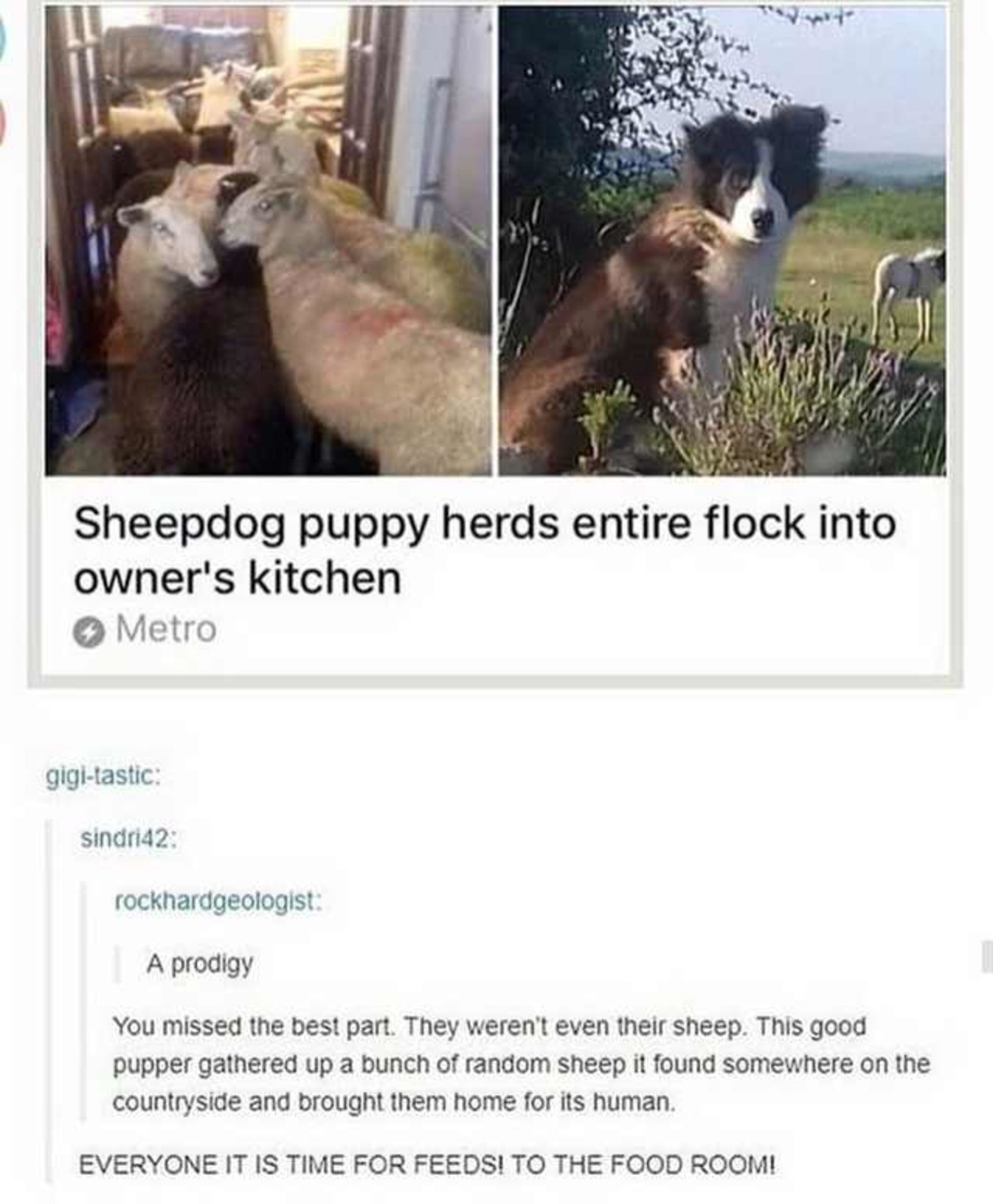 Herd. . Sheepdog puppy herds entire flock into owner' s kitchen Ill' Metro A prodigy You missed the best part They weren' t even their sheep, This good pupper g