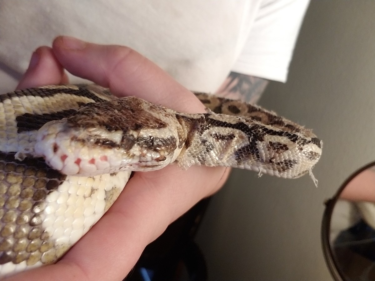 Heres a story of a girl. This is Marilyn, a super blonde pastel ball python. She was suffering from a respiratory infection (RI) and multiple wounds from a rat 