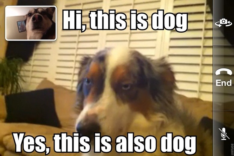 Hi, This is Dog. Two Dogs on Facetime. Yes, mi; Is also may