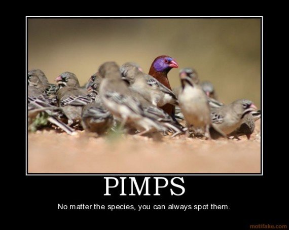 hoes n es. pimps.. pimps every where!. No species, you can always spot them.