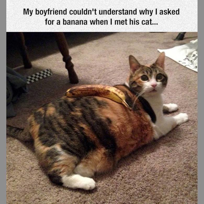 Horrified Cat. . My boyfriend couldn' t understand why I asked for ' banana when I met his cat.... That is a very fat cat