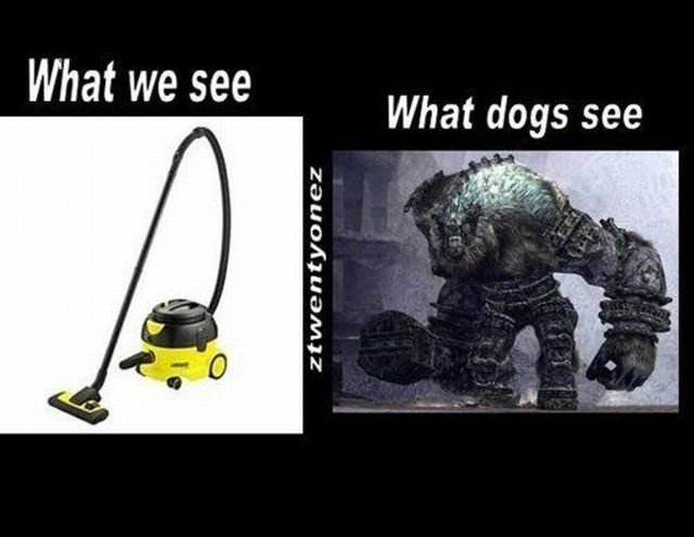 Horrifying. . What we see What dogs see. I was actually scared of vacuums when I was a kid so I saw that too :S