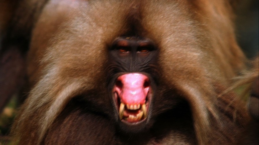 Horrors of the world. Ladies and Gents, may I present: The Gelada What? Close relative of baboon Where? Ethiopia Why? Because awesome.. &quot;A WAH AH AH AH!&quot;