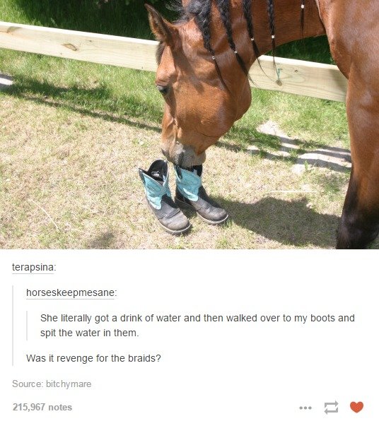 Horse Revenge. TepidTeal stop reading this. She Rerally got a drink: of water and then wanted ever be my nests and spit the water in them. Was it revenge tor th